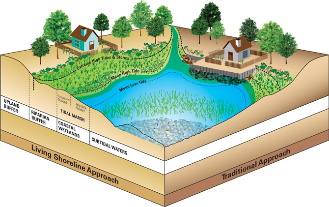 Living Shorelines: Putting The Power Of Nature On Your Side