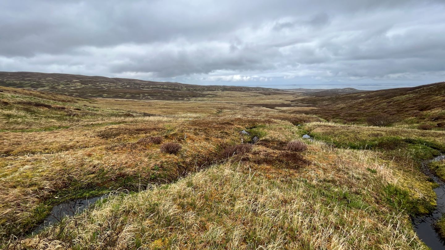 Wetland valley near Frosty Peak