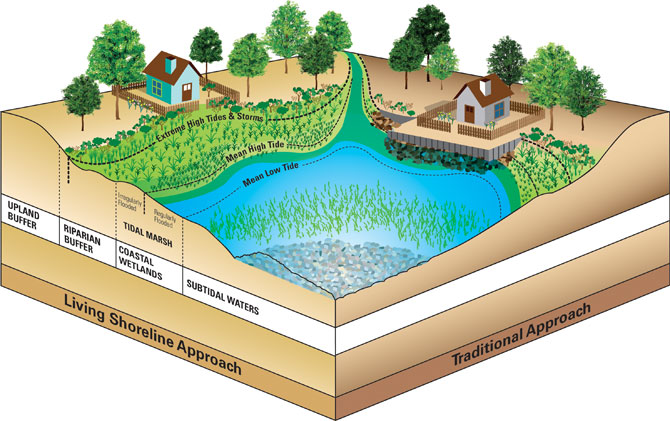 Living-Shorelines-Blog-Image-1 Living-Shorelines-Blog-Image-1
